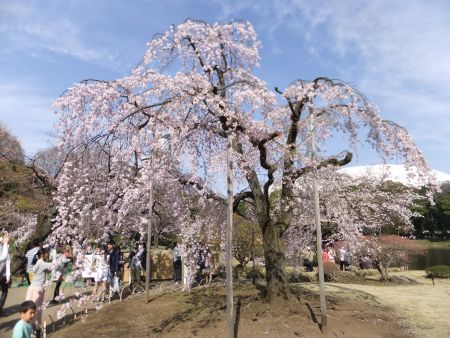 小石川後楽園の桜(1)/2014.3.29