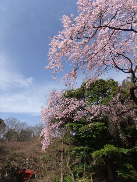 小石川後楽園の桜(2)/2014.3.29