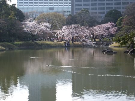 小石川後楽園の桜(4)/2014.3.29