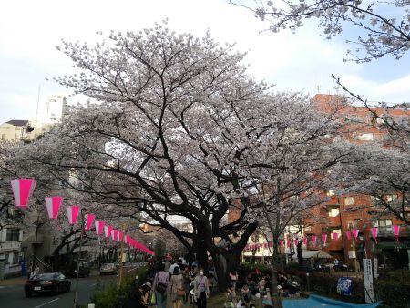 播磨坂の桜並木(2)/2014.3.29