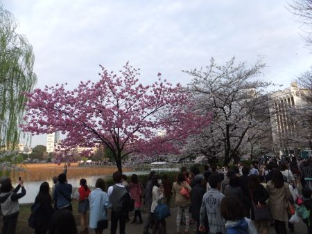 不忍池の桜(1)/2014.3.29