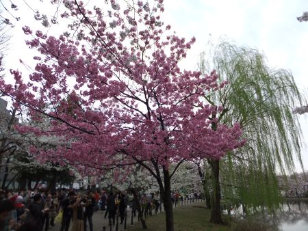 不忍池の桜(2)/2014.3.29
