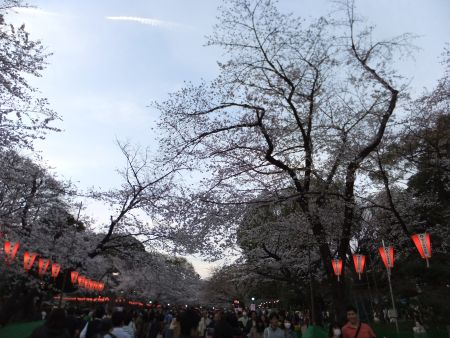 上野公園の桜(1)/2014.3.29