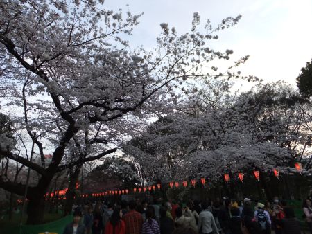 上野公園の桜(2)/2014.3.29