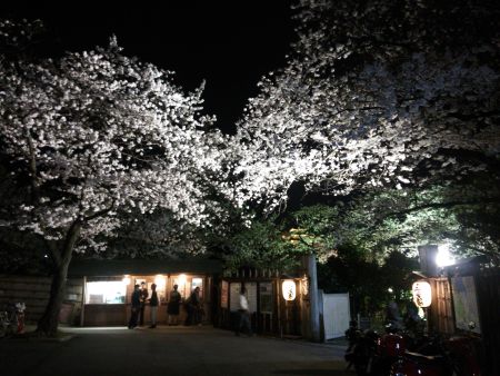 三渓園の夜桜(1)/2014.3.31