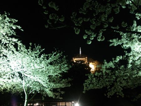 三渓園の夜桜(3)/2014.3.31
