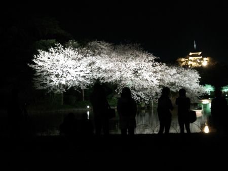 三渓園の夜桜(5)/2014.3.31