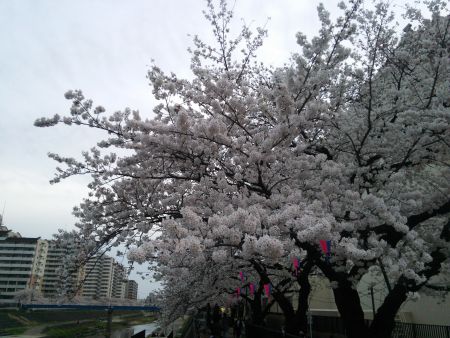 横浜・戸塚 柏尾川の桜(3)/2014.3.31