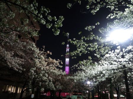 山谷堀公園の桜と東京スカイツリー(1)/2014.4.1
