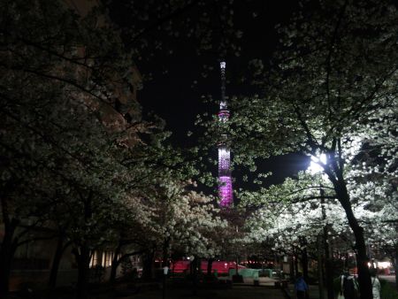 山谷堀公園の桜と東京スカイツリー(2)/2014.4.1