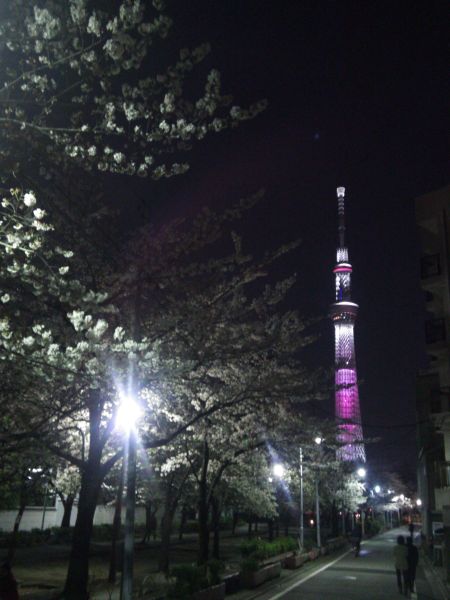 山谷堀公園の桜と東京スカイツリー(3)/2014.4.1