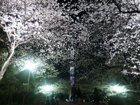 隅田公園の桜と東京スカイツリー(1)/2014.4.1