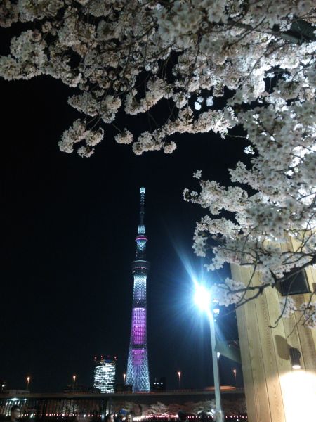 隅田公園の桜と東京スカイツリー(2)/2014.4.1