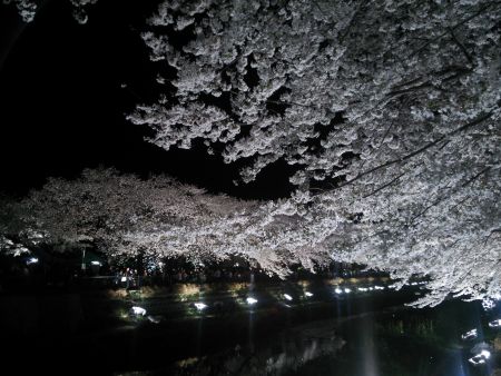 調布・野川の桜のライトアップ(1)/2014.4.4