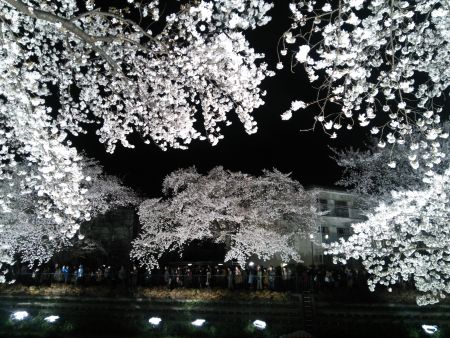 調布・野川の桜のライトアップ(2)/2014.4.4
