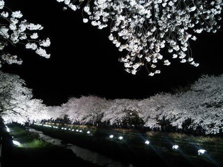調布・野川の桜のライトアップ(3)/2014.4.4