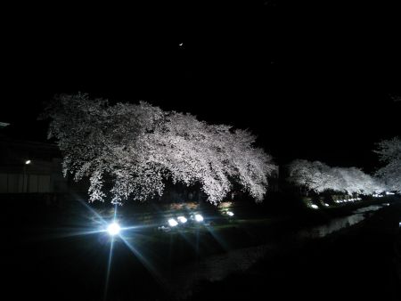 調布・野川の桜のライトアップ(4)/2014.4.4