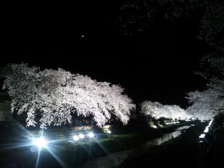 調布・野川の桜のライトアップ(5)/2014.4.4