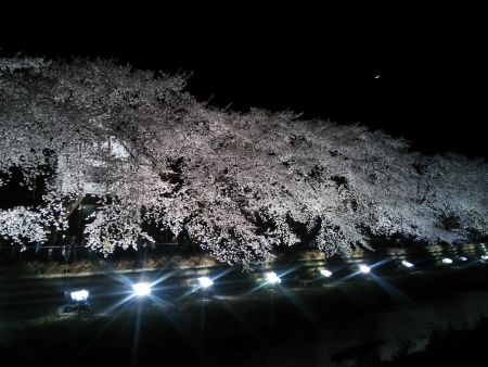 調布・野川の桜のライトアップ(6)/2014.4.4