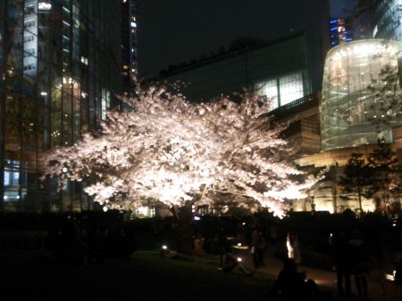 毛利庭園の夜桜(2)/2014.4.5