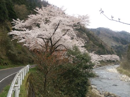 斐伊川沿いの桜(2)/2014.4.12