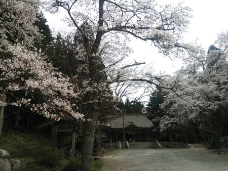 稲田神社の桜(2)/2014.4.12