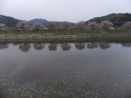 斐伊川沿いの桜(3)/2014.4.12