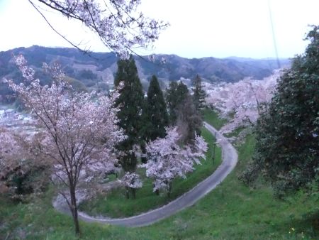 三刀屋城跡の桜(1)/2014.4.12