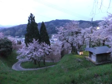 三刀屋城跡の桜(2)/2014.4.12