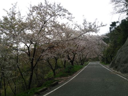 島根町 チェリーロードの桜(2)/2014.4.13