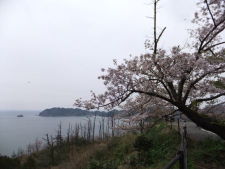 島根町 チェリーロードの桜(3)/2014.4.13