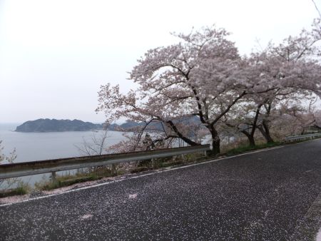 島根町 チェリーロードの桜(4)/2014.4.13