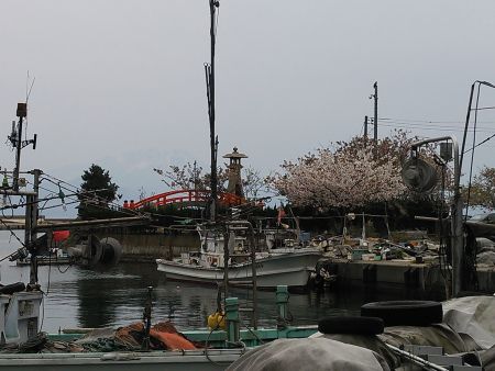 美保関港の桜(1)/2014.4.13
