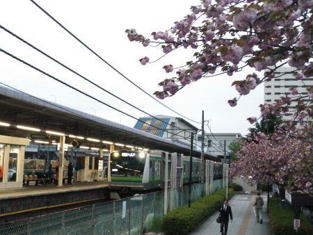 磯子駅の八重桜とE233系6000番台/2014.4.20