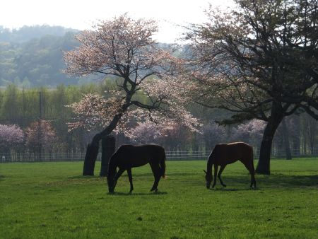 馬たちと桜が織りなす風景(1)/2014.5.10