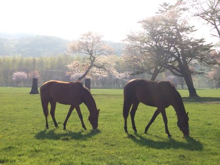 馬たちと桜が織りなす風景(2)/2014.5.10