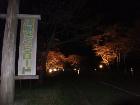 浦河・優駿さくらロード 西舎桜並木のライトアップ(1)/2014.5.10