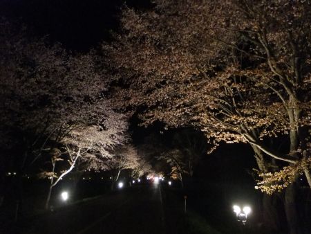 浦河・優駿さくらロード 西舎桜並木のライトアップ(2)/2014.5.10