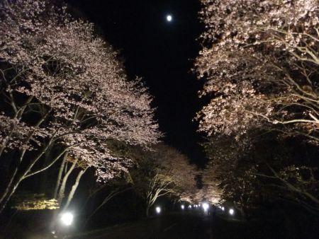 浦河・優駿さくらロード 西舎桜並木のライトアップ(3)/2014.5.10