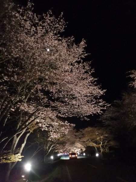 浦河・優駿さくらロード 西舎桜並木のライトアップ(4)/2014.5.10