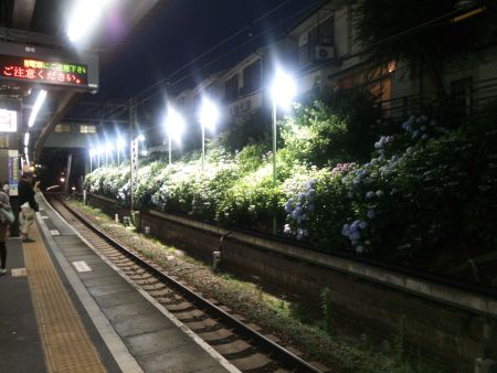 井の頭線 東松原駅 あじさいのライトアップ(1)/2014.6.18