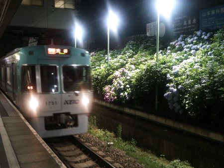井の頭線 東松原駅 あじさいのライトアップ(3)/2014.6.18