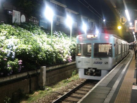 井の頭線 東松原駅 あじさいのライトアップ(4)/2014.6.18