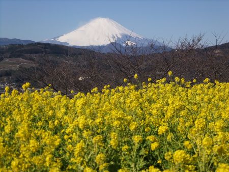 吾妻山公園の菜の花と富士山(1)/2015.2.1