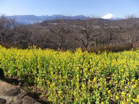 吾妻山公園の菜の花と富士山(2)/2015.2.1
