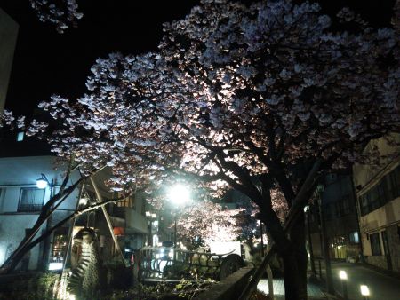 あたみ桜のライトアップ(2)/2015.2.6