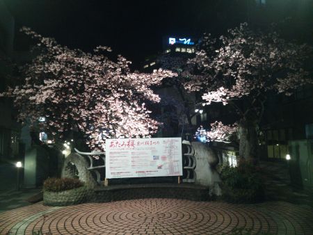 あたみ桜のライトアップ(3)/2015.2.6