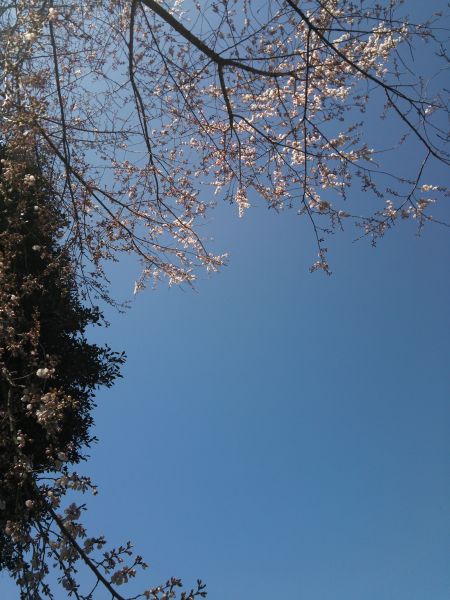 国営昭和記念公園の桜(1)/2015.3.14