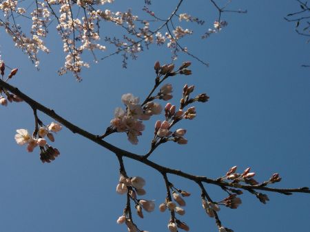 国営昭和記念公園の桜(2)/2015.3.14