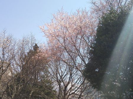 国営昭和記念公園の桜(3)/2015.3.14